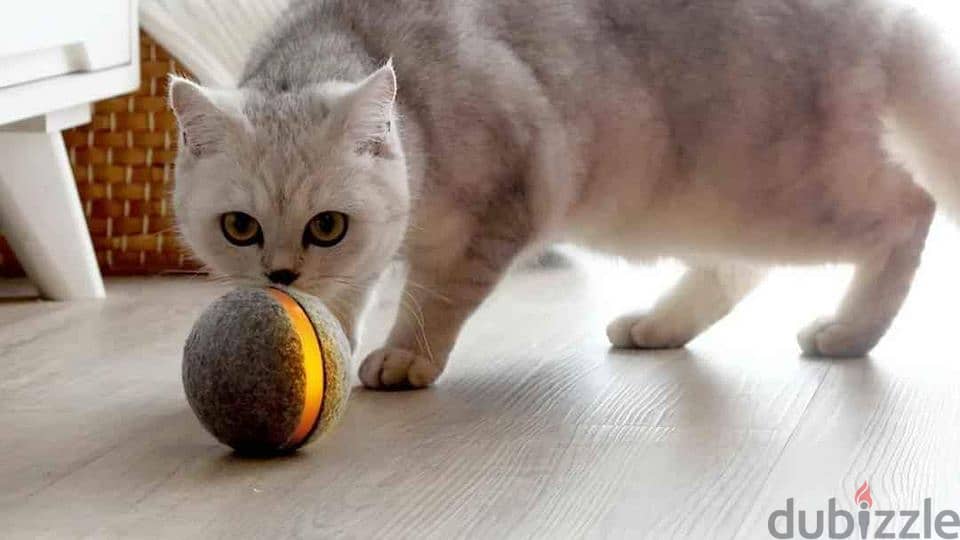Wicked Ball Pet Toy - Automatic & interactive 2