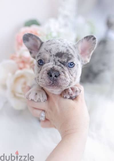 French Bulldog Lilac Merle