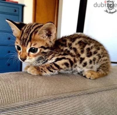 Bengal Kittens / Cat قطط