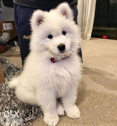 Imported Samoyed