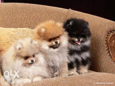 Pomeranian teacup all colors available
