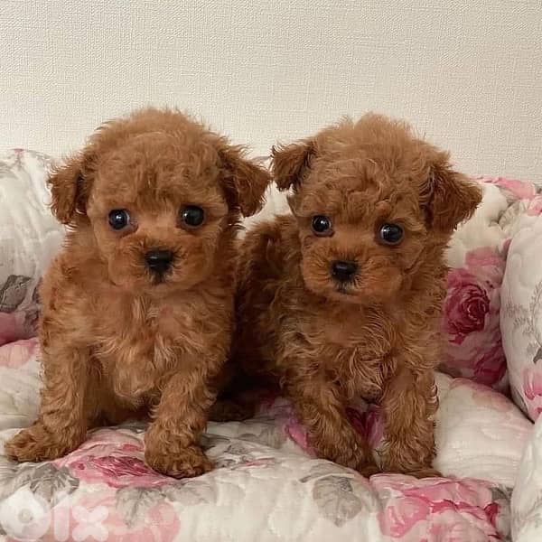 Imported Teacup Poodle Puppies 0