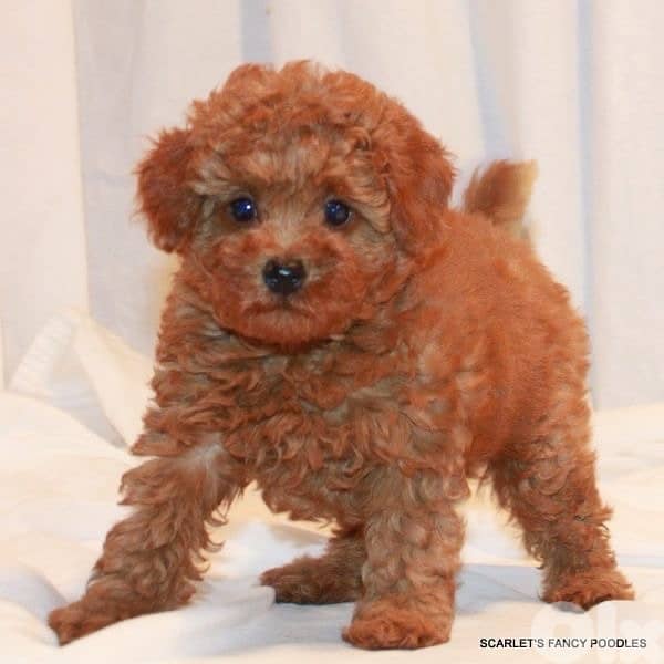 toy poodle plus delivery 0