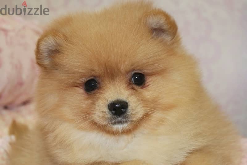 Pomeranian Orange Imported 0
