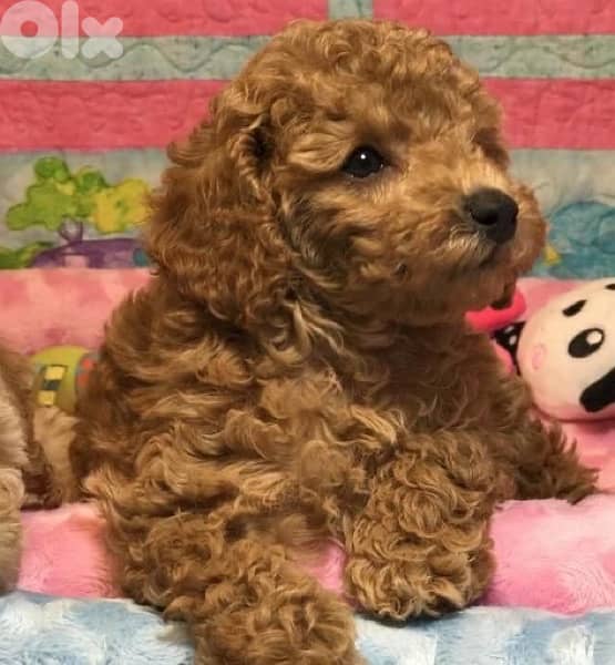 imported toy poodle puppies Available 0