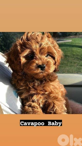 Cavapoo Dog puppies / dog كلاب 0