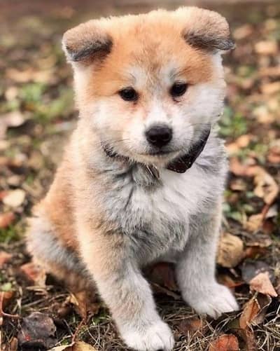 Japanese Akita Puppies / Dog كلاب