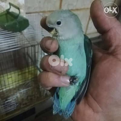 فراخ روز للبيع كل لون الو سعرو