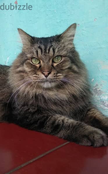 Mainecoon Kitten imported 0