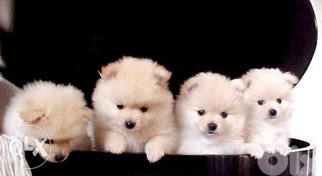 Pomeranian spitz We DELIVER 0