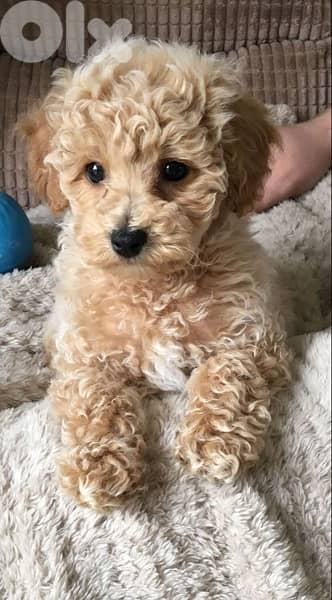 mini goldendoodle Imported Cream 0