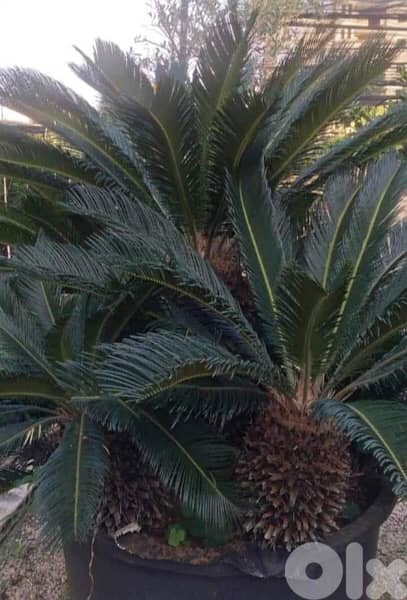 cyca plant سيكا 0