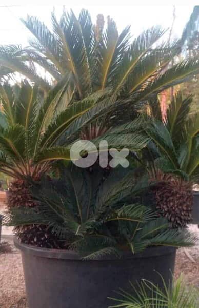 cyca plant سيكا 1