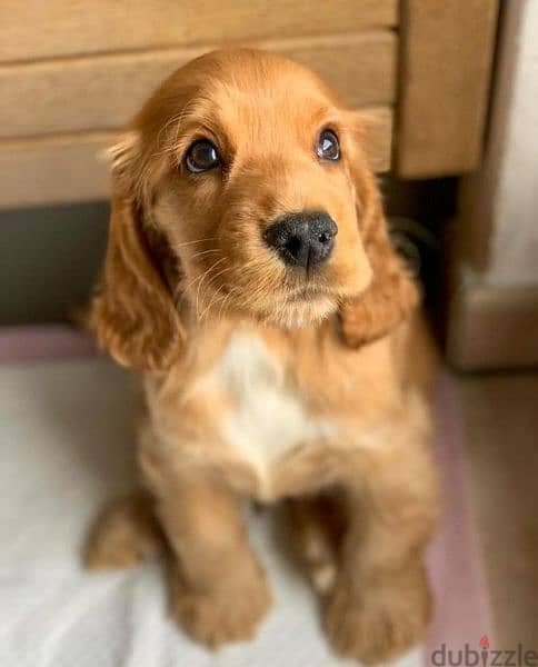 Cocker Spaniel Puppy DELIVERY dog كلاب 0