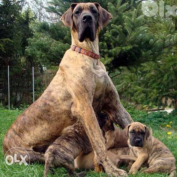 Great Dane 0