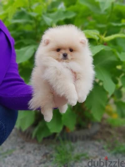 Imported pomeranian CUTIE