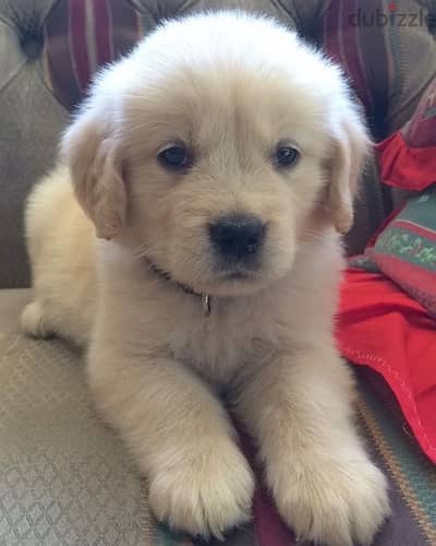 golden retriever puppy