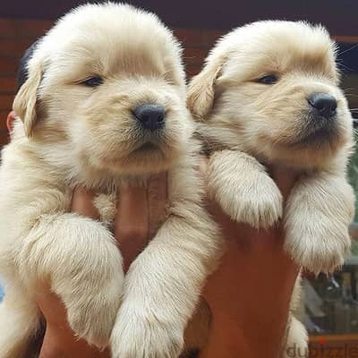 Golden retriever puppy