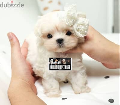 BICHON MALTIPOO maltaise teacup & all size AVAILABLE females and males