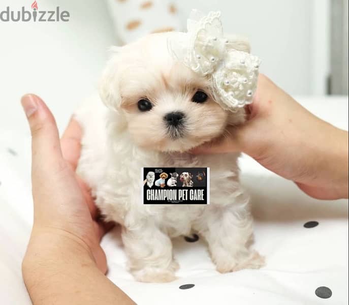 BICHON MALTIPOO maltaise teacup & all size AVAILABLE females and males 0
