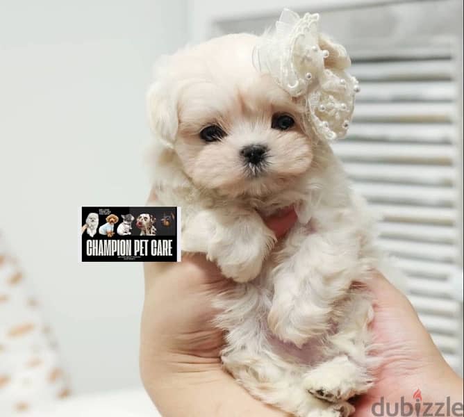 BICHON MALTIPOO maltaise teacup & all size AVAILABLE females and males 1