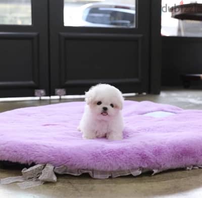 BICHON Maltese & more dogs available all size Special Offers