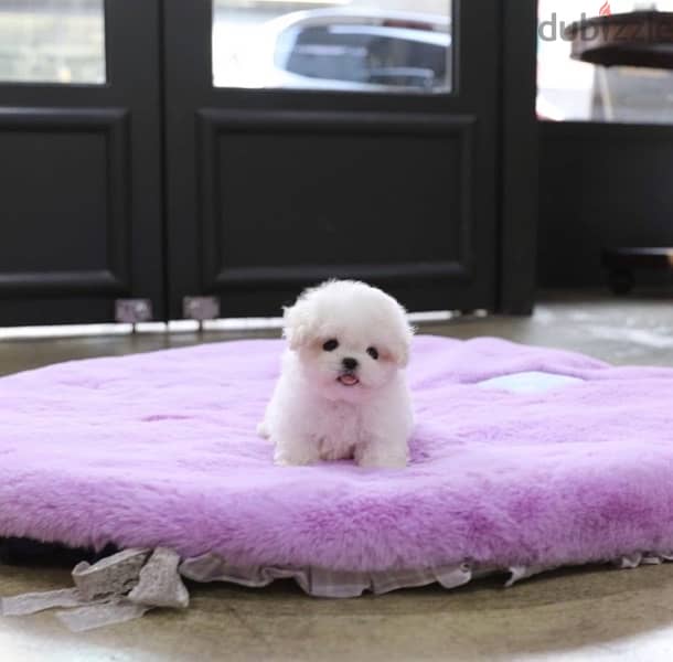 BICHON Maltese & more dogs available all size Special Offers 0