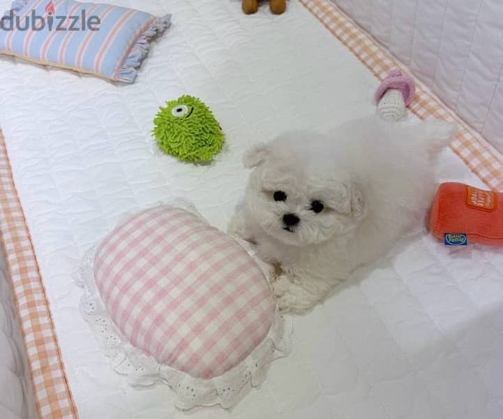 BICHON Maltese & more dogs available all size Special Offers 1