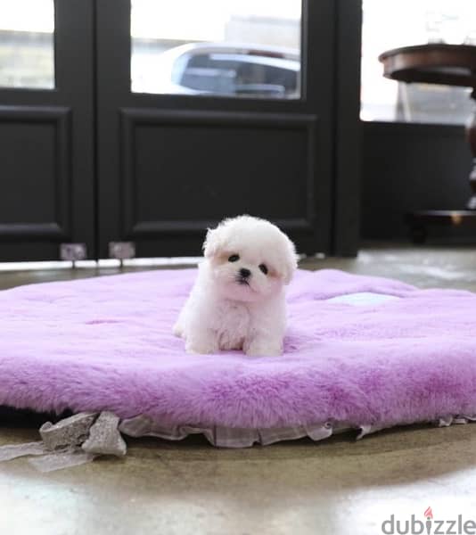 BICHON Maltese & more dogs available all size Special Offers 2