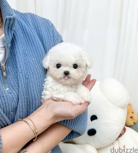 BICHON Maltese & more dogs available all size Special Offers 3