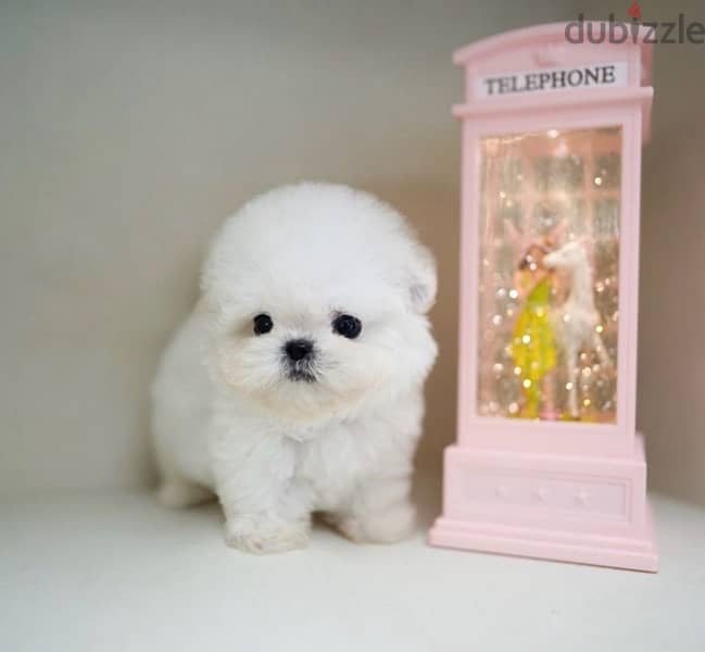 BICHON Maltese & more dogs available all size Special Offers 4