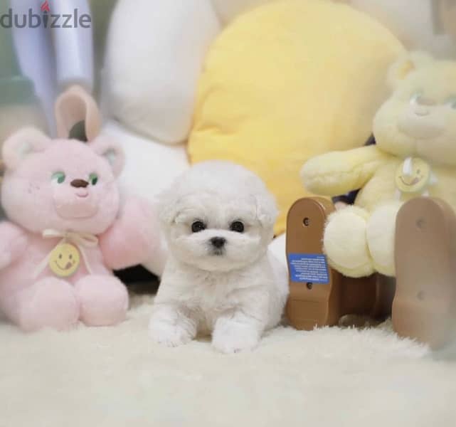BICHON Maltese & more dogs available all size Special Offers 5