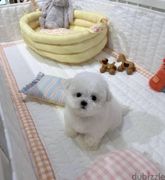 BICHON Maltese & more dogs available all size Special Offers 6