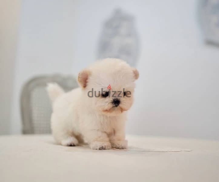 BICHON Maltese & more dogs available all size Special Offers 7