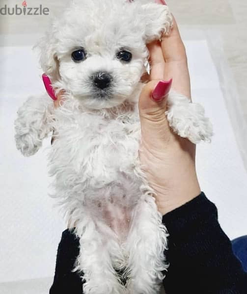 BICHON Maltese & more dogs available all size Special Offers 8