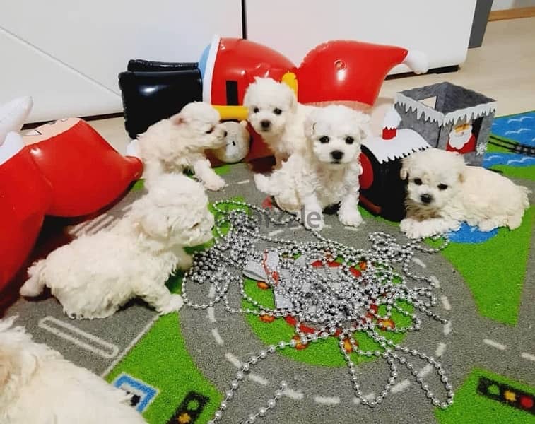 BICHON Maltese & more dogs available all size Special Offers 9