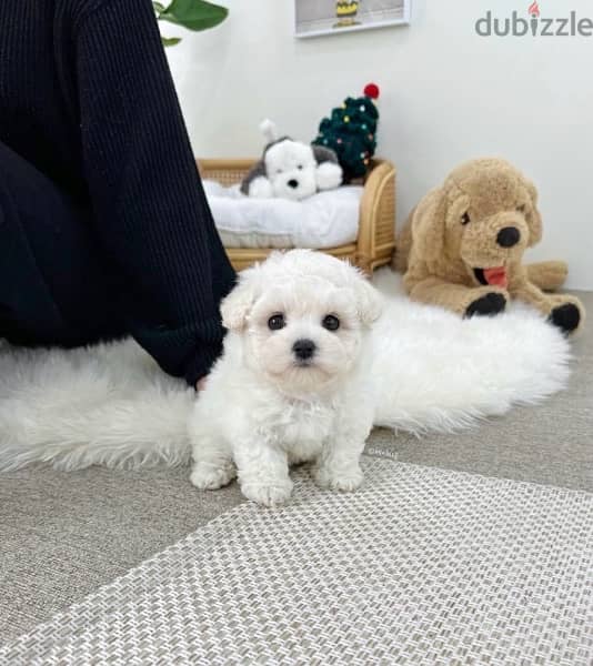 BICHON Maltese & more dogs available all size Special Offers 10