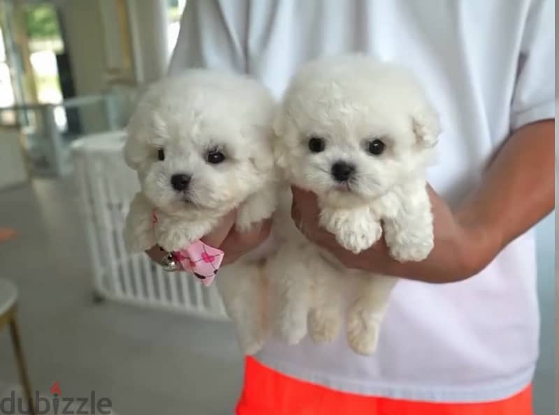 BICHON Maltese & more dogs available all size Special Offers 11