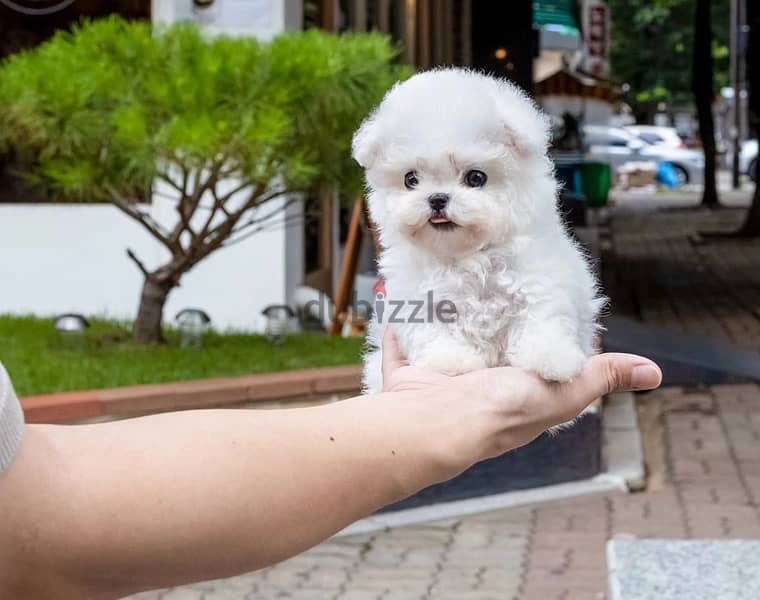 BICHON Maltese & more dogs available all size Special Offers 12