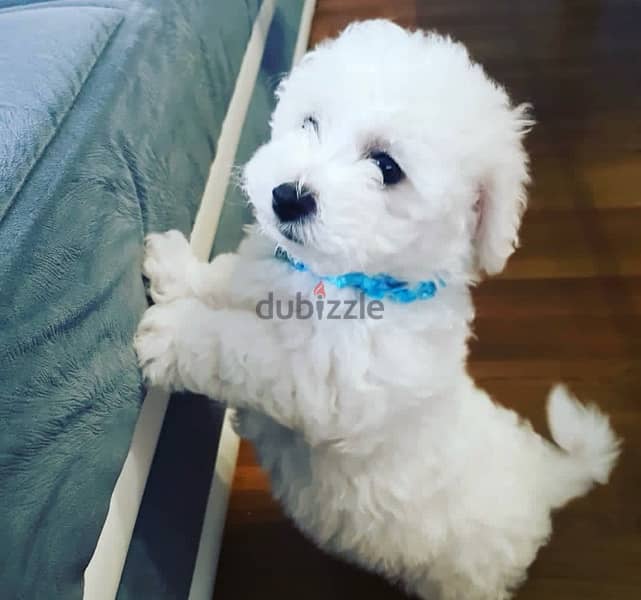 BICHON Maltese & more dogs available all size Special Offers 13
