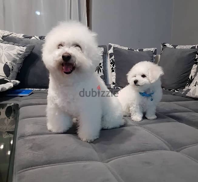 BICHON Maltese & more dogs available all size Special Offers 14