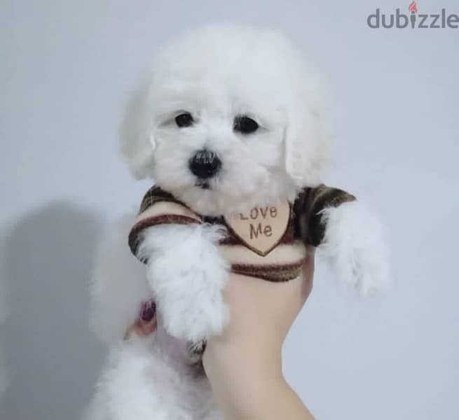 BICHON Maltese & more dogs available all size Special Offers 15