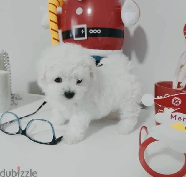BICHON Maltese & more dogs available all size Special Offers 16