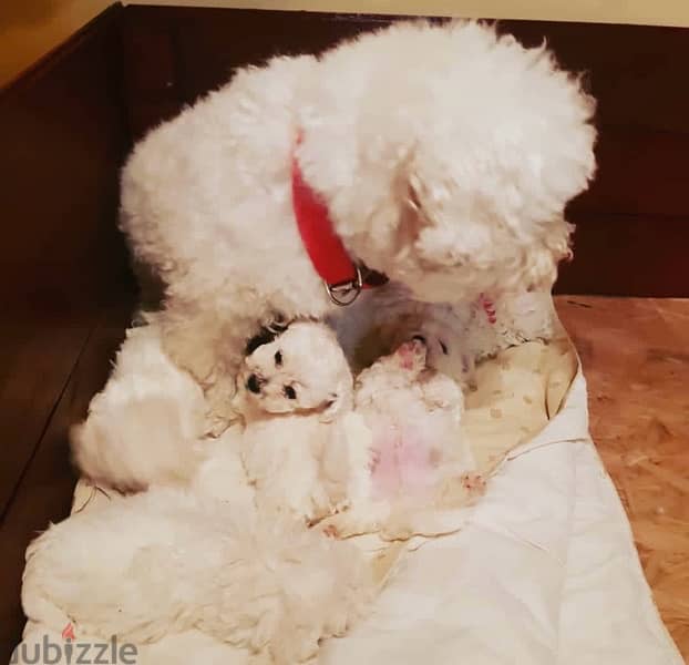 BICHON Maltese & more dogs available all size Special Offers 17