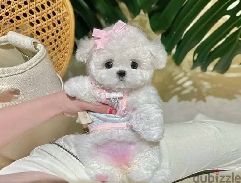 BICHON MALTAIS MALTIPOO dogs available females and males SPECIAL GIFTS 0