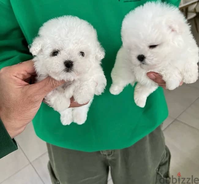 BICHON MALTAIS MALTIPOO dogs available females and males SPECIAL GIFTS 2