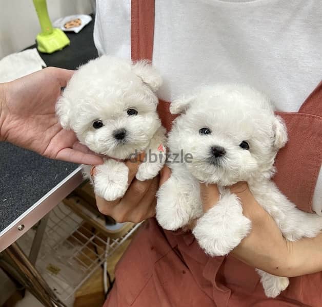 BICHON MALTAIS MALTIPOO dogs available females and males SPECIAL GIFTS 3