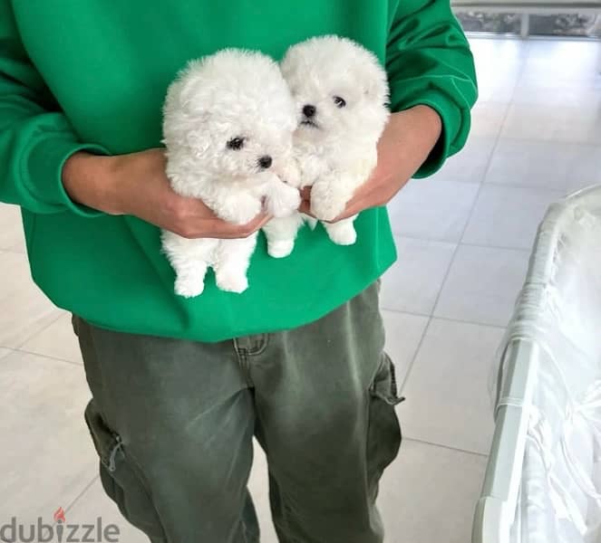 BICHON MALTAIS MALTIPOO dogs available females and males SPECIAL GIFTS 4