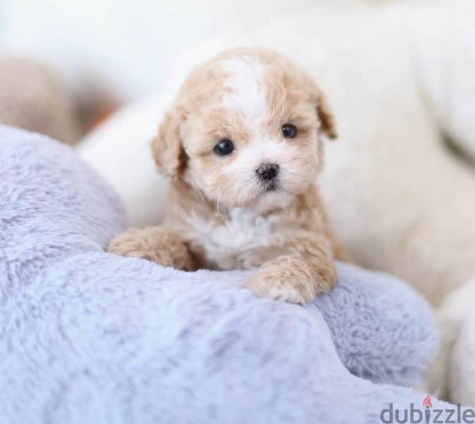 BICHON MALTAIS MALTIPOO dogs available females and males SPECIAL GIFTS 5