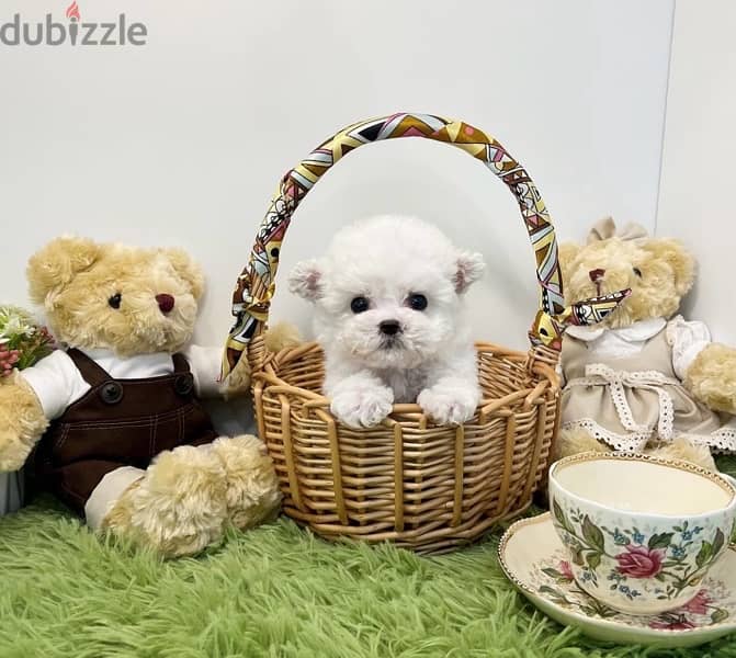 BICHON MALTAIS MALTIPOO dogs available females and males SPECIAL GIFTS 8